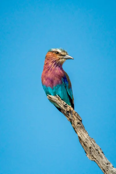 Rolo Peito Lilás Empoleirado Cabeça Galho — Fotografia de Stock