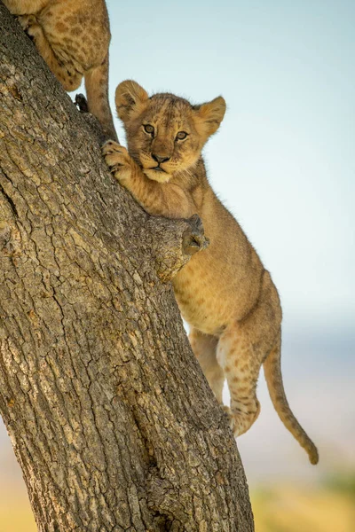 Filhote Leão Sobe Tronco Árvore Atrás Outro — Fotografia de Stock