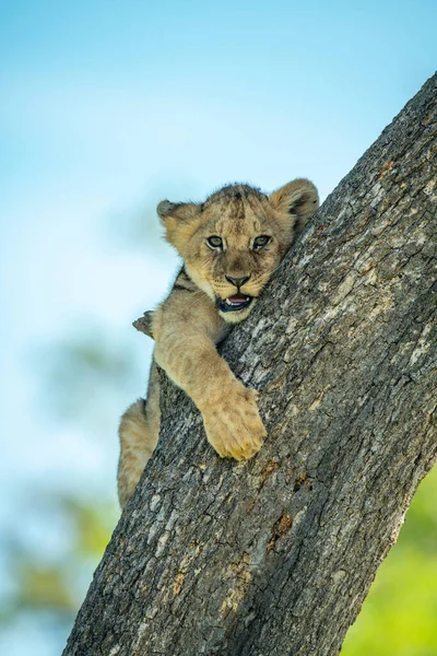 狮子宝宝依附在树枝上 — 图库照片