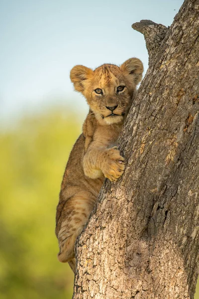 Aslan yavrusu kamerayı izlerken ağaca tutunur.