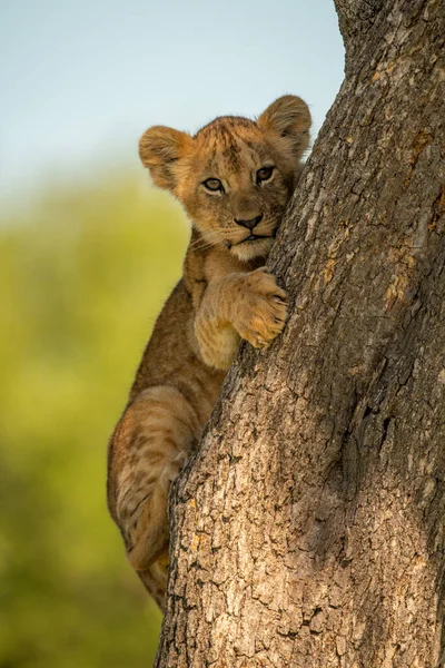 Leão Filhote Abraça Árvore Enquanto Olho Câmera — Fotografia de Stock