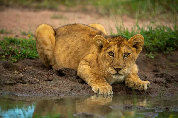 León Cachorro Mentiras Por Fangoso Agujero Agua —  Fotos de Stock