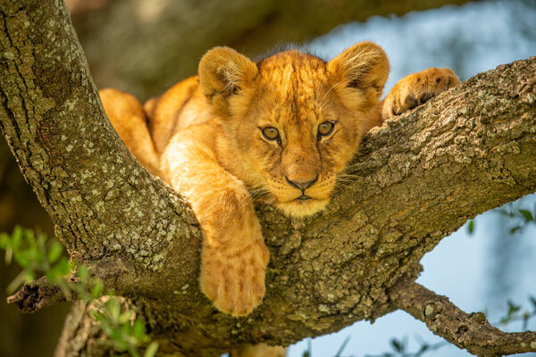 Lion cub lies on branch looking down