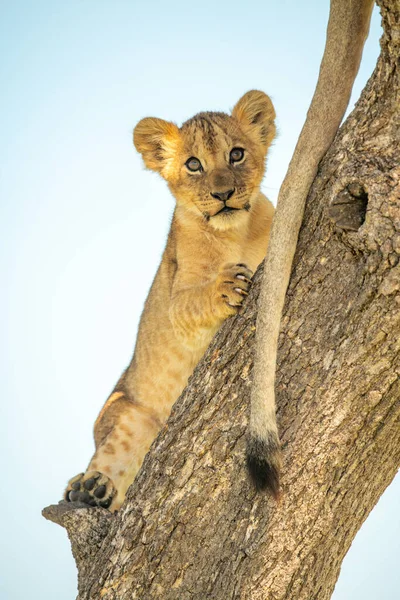 Löwenjunges Liegt Bei Schwanz Auf Baum — Stockfoto