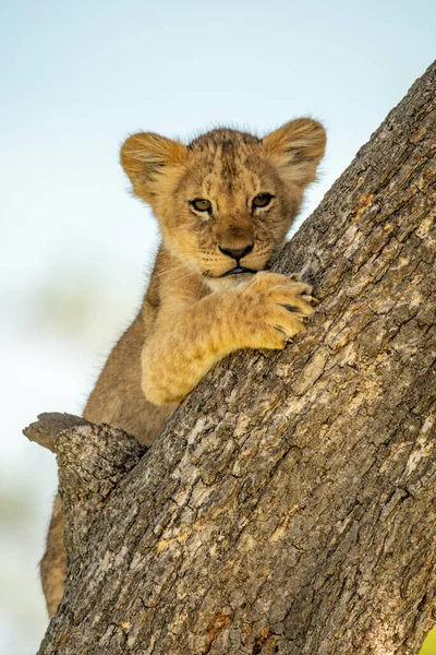 Filhote Leão Encontra Árvore Olho Câmera — Fotografia de Stock