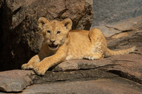 Lion cub opens mouth lying on rock