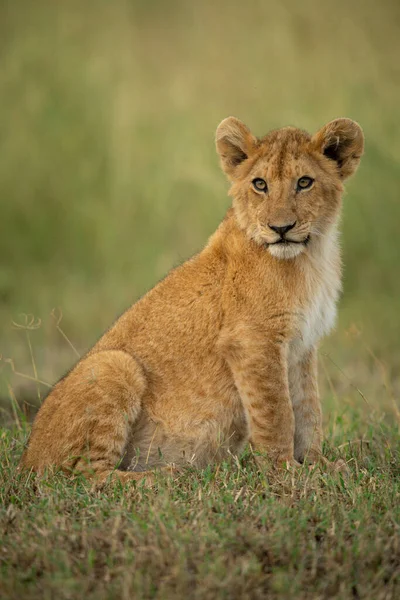 狮子宝宝坐在草丛中转头 — 图库照片