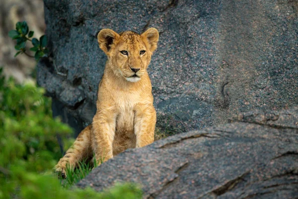 Filhote Leão Senta Kopje Olhando Para Direita — Fotografia de Stock