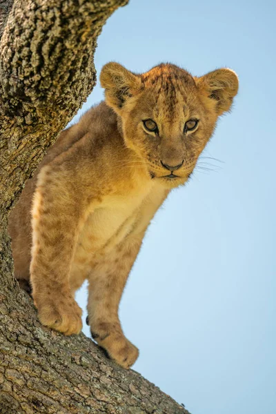 Lion Ourson Assis Dans Arbre Regardant Vers Bas — Photo