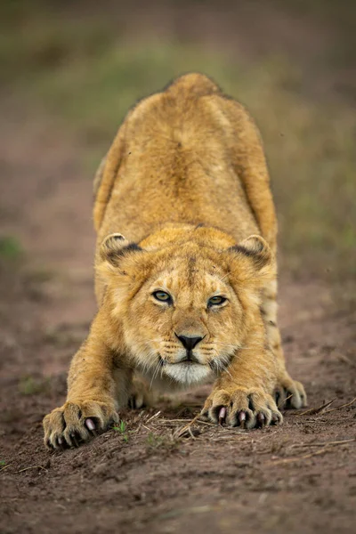 Lví Mládě Natahuje Stopě Kamery — Stock fotografie