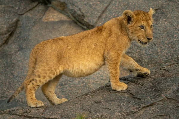 León Cachorro Camina Hasta Roca Mirando Derecha — Foto de Stock