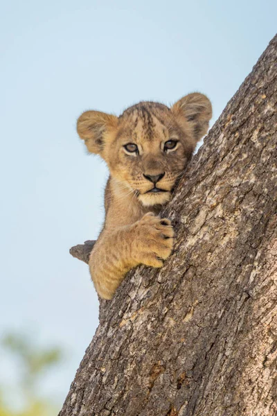 Lion Cub Montres Caméra Derrière Tronc — Photo
