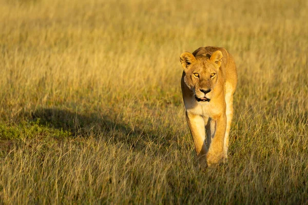 Leonessa Attraversa Savana Gettando Ombra All Alba — Foto Stock