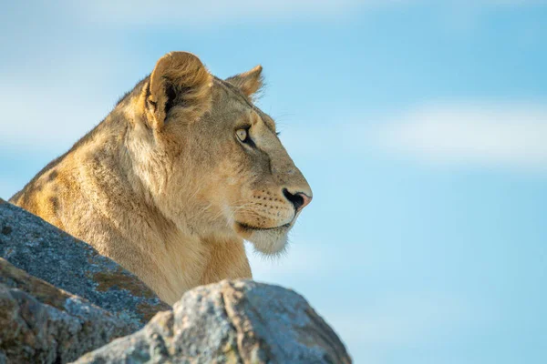 ライオンは青い空の下の岩の後ろにある — ストック写真