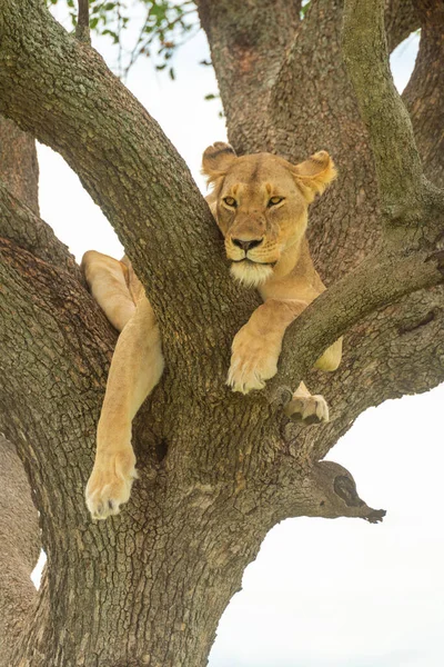 Lionne Trouve Dans Une Branche Fourchue Regardant Vers Bas — Photo