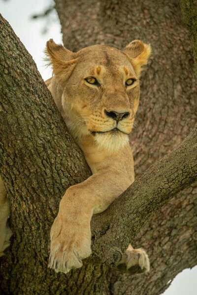 Lioness lies in forked tree looking out