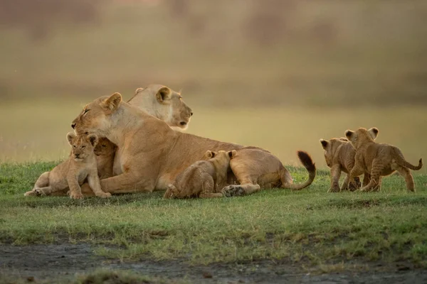 Lioness Lies Nuzzling Another Several Cubs — Stock Photo, Image