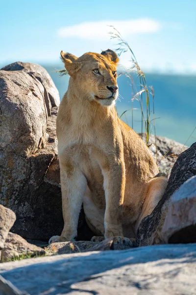 Leeuwin Zit Rotsachtige Rots Zon — Stockfoto