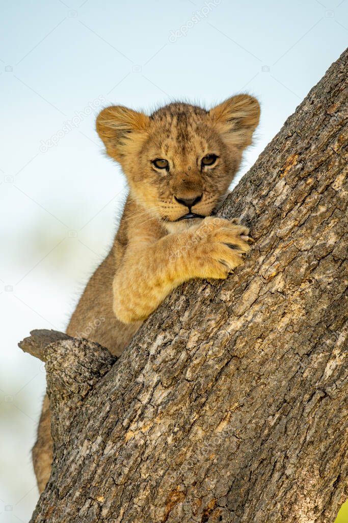 Lion cub lies on tree eyeing camera