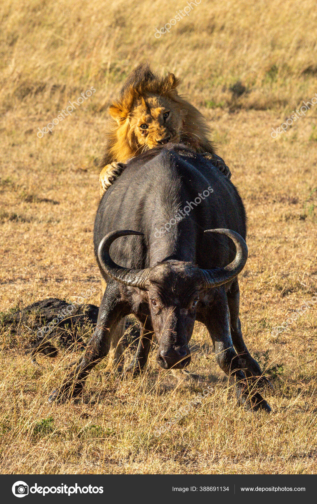 Male Lion Grips Cape Buffalo Hindquarters — Stock Photo © Nick