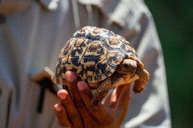İnsan, leopar kaplumbağayı güneşte tutar.