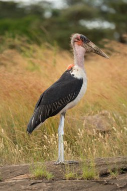Marabou leyleği kayanın üzerinde duruyor