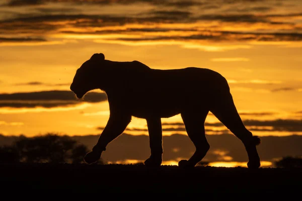 地平線の夜明けにシルエットのライオンの散歩 — ストック写真