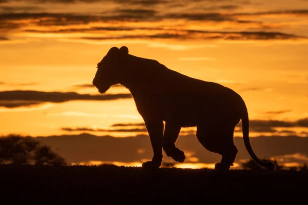Lioness walks silhouetted on horizon at dawn