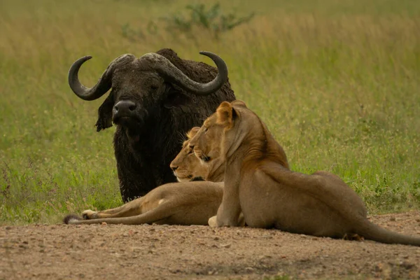 Dişi Aslanlar Cape Buffalo Yakınlarında Pist Üzerinde Yatıyor — Stok fotoğraf