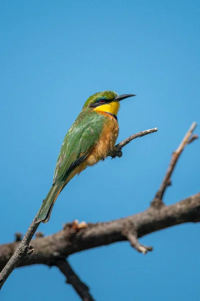 Little Bee Eater Branch Blue Sky — Stock Photo, Image