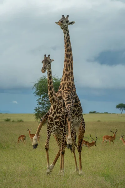 Erkek Masai Zürafası Impala Yakınlarında Dişi Ata Biner — Stok fotoğraf