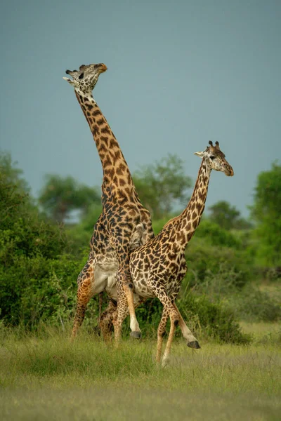 Masai Mâle Girafe Monte Femelle Sur Savane — Photo