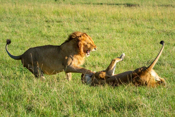 Manliga Och Kvinnliga Lejon Slåss Efter Parning — Stockfoto