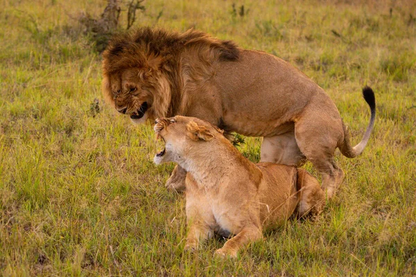 Male Female Lions Growl Mating — Stock Photo, Image