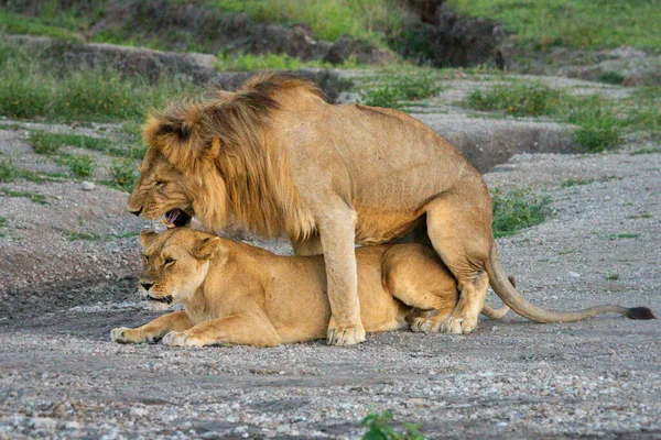 Lions Mâles Femelles Accouplent Sur Gravier — Photo