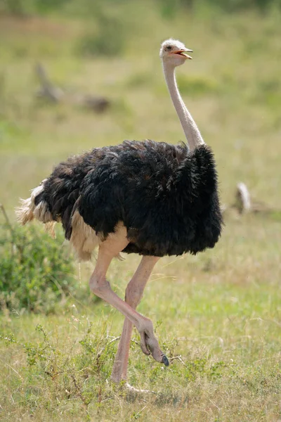 Männlicher Strauß Hebt Beim Gehen Fuß — Stockfoto