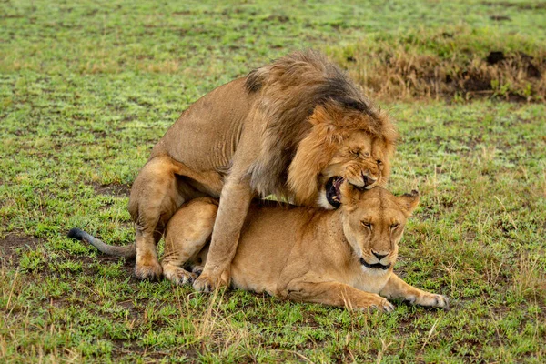 Männchen Beißt Weibchen Bei Paarung Den Hals — Stockfoto