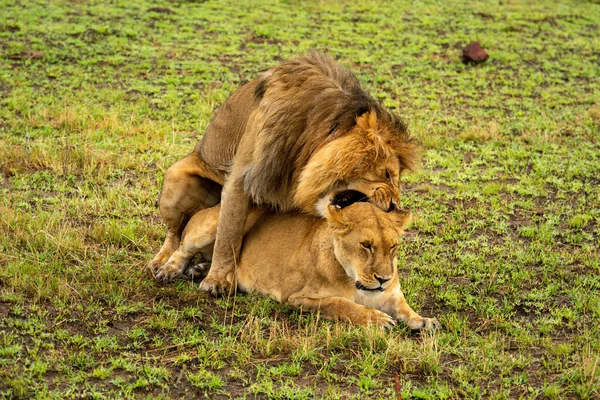 Männlicher Löwe Beißt Weibchen Bei Der Paarung Den Hals — Stockfoto