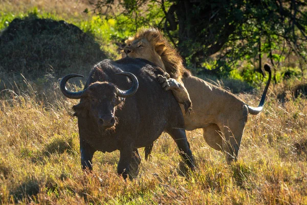 Male Lion Grabbing Cape Buffalo Hindquarters — Stock fotografie