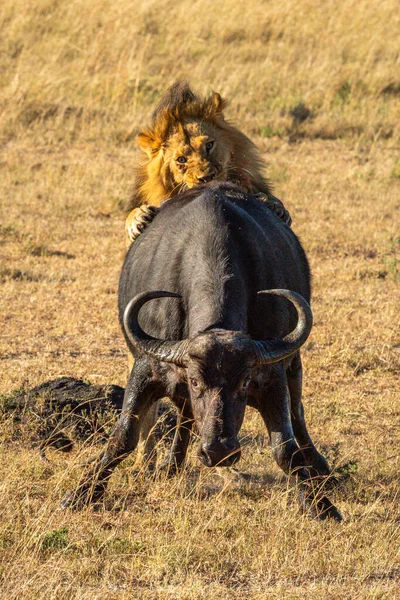 Male Lion Grips Cape Buffalo Hindquarters — Stock fotografie