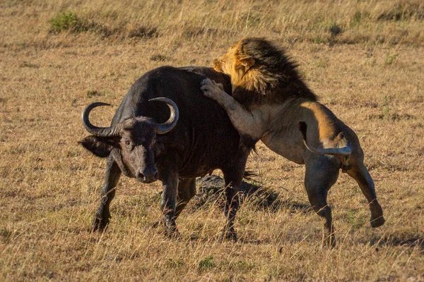 Mannelijke Leeuw Grijpt Kaap Buffel Door Achterhand — Stockfoto