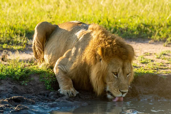 Macho León Mentiras Bebiendo Agua Agujero —  Fotos de Stock