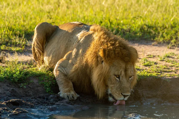 Macho León Yace Bebiendo Agua Agujero —  Fotos de Stock