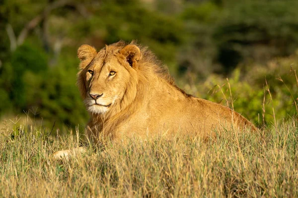 Erkek Aslan Gün Işığında Çimenlerde Yatıyor — Stok fotoğraf