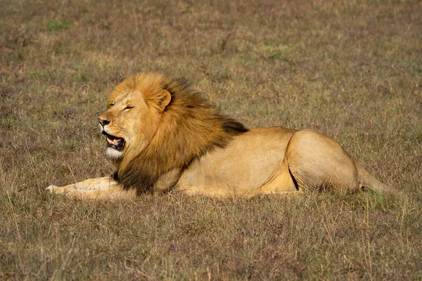 Männlicher Löwe Liegt Der Sonne Gras — Stockfoto
