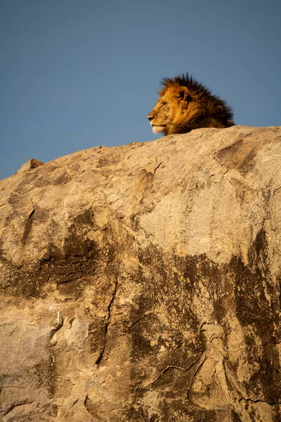 Männlicher Löwe Liegt Bei Sonnenschein Auf Felsen — Stockfoto