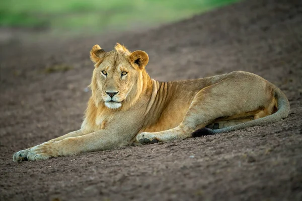 Leão Macho Está Encosta Olhando Para Baixo — Fotografia de Stock