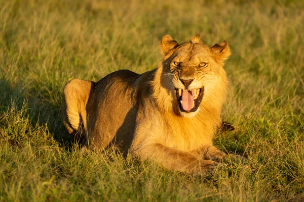 芝生の上の雄ライオンは新入生の反応を示します — ストック写真