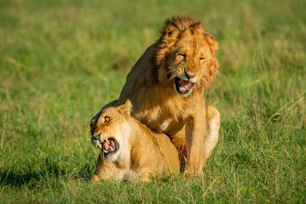 Αρσενικό Λιοντάρι Ζευγαρώνει Λέαινα Στο Γρασίδι — Φωτογραφία Αρχείου