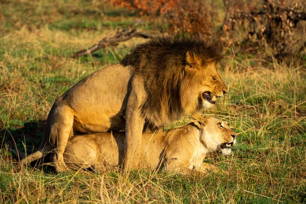 Leão Macho Acasala Com Leoa Savana — Fotografia de Stock